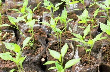 Planting small chili