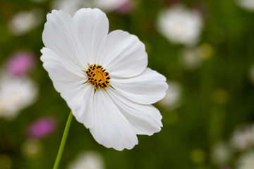 Obraz premium Cosmos Flower