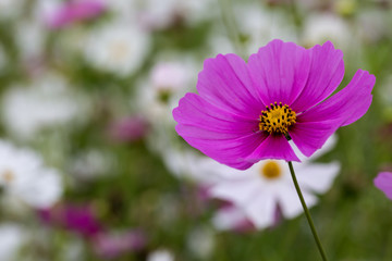 Obraz premium Cosmos Flower