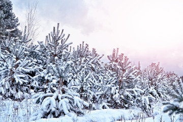 forest in the frost. Winter landscape. Snow covered trees.