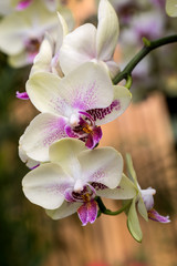Fototapeta na wymiar Farland Orchid