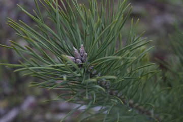 Fototapeta premium spruce