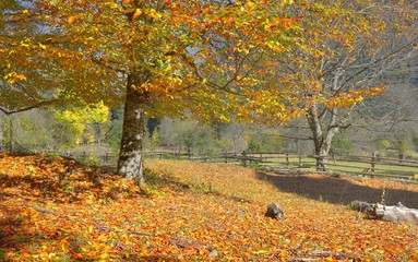 Beech in fall