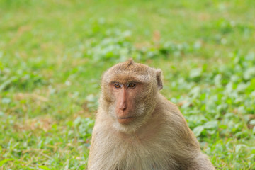 monkey