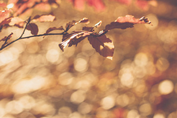 Autumn leaves background. / Autumn leaves background. 