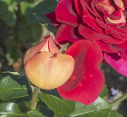 beautiful rosebud bloom in summer
