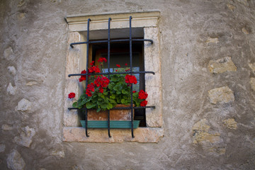 Fototapeta na wymiar Red geranium flower on a small window with bars