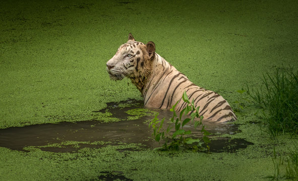 Indian white tiger in the waters of a marshy swamp at Sunderban National Park, India.