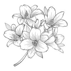 beautiful monochrome black and white bouquet lily isolated on background.
