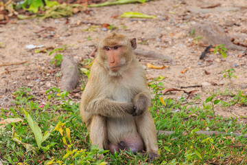 Fototapeta na wymiar monkey