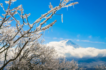 Mountain Fuji with ice coating on the trees
