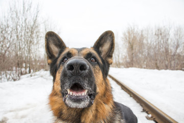 German shepherd dog is guarding an important object