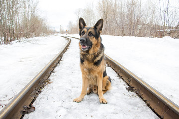 German shepherd dog is guarding an important object