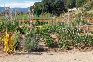 garden vegetables