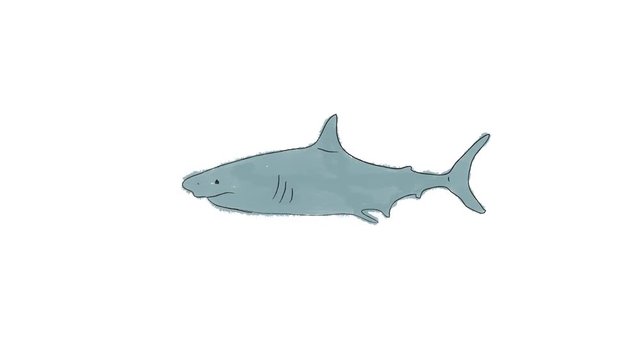 Real Cartoon Shark Swimming in Alpha Channel