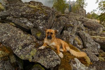 Mongrel dog on the rocks Aygira. Bashkortostan