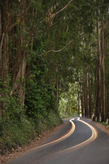car headlight streaks in eucalyptus