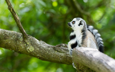 Ring-tailed lemur (Lemur catta)
