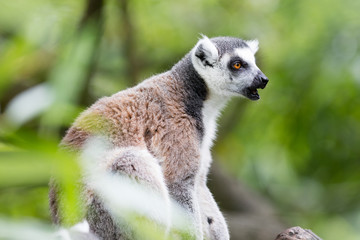 Ring-tailed lemur (Lemur catta)
