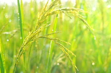 Blurry and soft focus rice field in the morning. Close up of green paddy rice. Green paddy rice field under sunrise, Blur Paddy rice field in the morning background