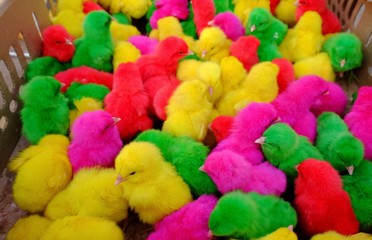 Fototapeta na wymiar Colorful chicks in a pet shop.