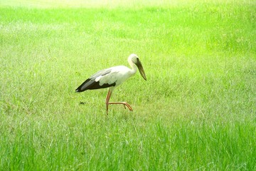 Stork walking in park.