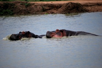 Fototapeta premium Two hippopotamuses in the water