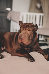 beautiful brown shar pei dog relaxing at home on cozy couch