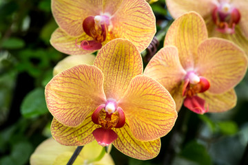 phalaenopsis yellow orchid