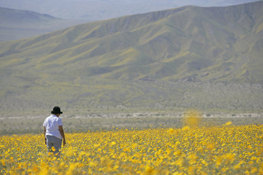 dv wildflowers ppl 6b