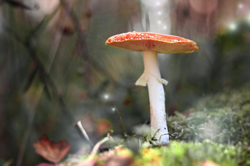 Fairy Mushroom