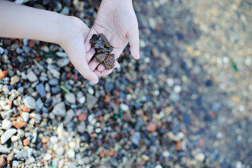 Pebbles from the shore in small children's hands, copy space, close-up.