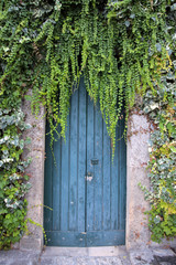 Fototapeta na wymiar blue door w long ivy