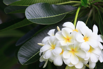 Flowers of frangipani