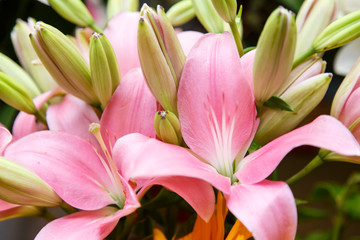 Fototapeta na wymiar tropical flower closeup