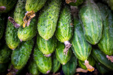 Pile of fresh green cucumbers