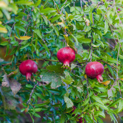 pomegranate fruit on tree.