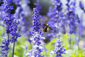 Bumble bee