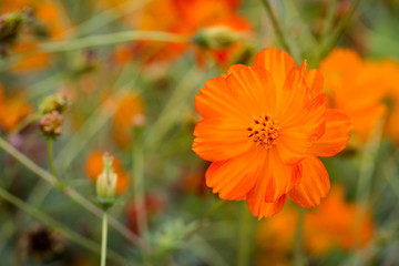 Cosmos Flower