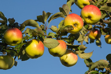 Tasty and sweet apples in the apple tree