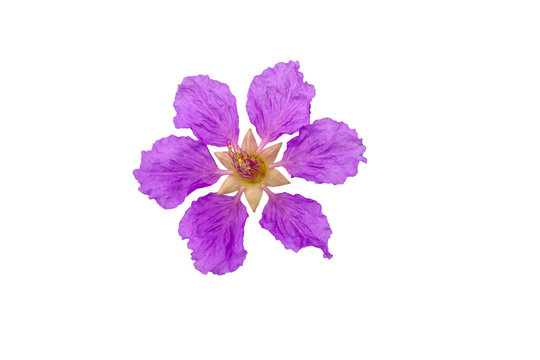Queens crape myrtle flowers or Queen's flower, Lagerstroemia inermis Pers,Pride of India, Jarul isolated on white background.Saved with clipping path.