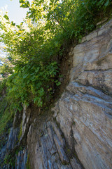 Green grass on a gray stone