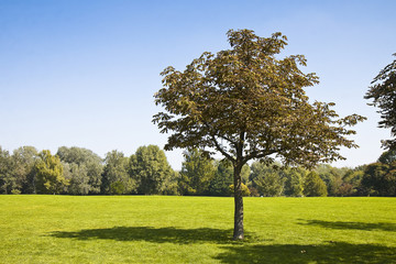 Isolated tree in a green meadow - Image with copy space