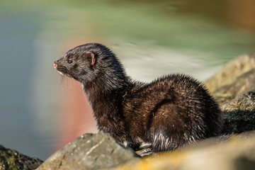 mink