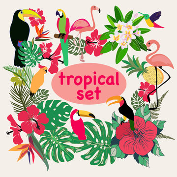 collection of tropical birds, palm leaves and flowers