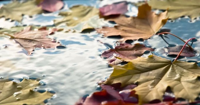 Breeze Stirs the Fallen Leaves
