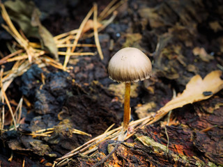 mushroom in forest,Northern Ireland