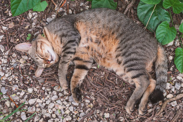 Cat sleeping in the garden, Tabby Cat