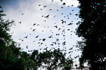 bird flying in the sky