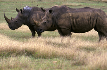 Fototapeta premium rhino